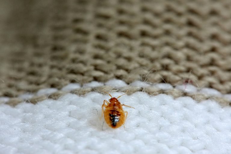 punaises de lit vêtements : comment les détecter ?