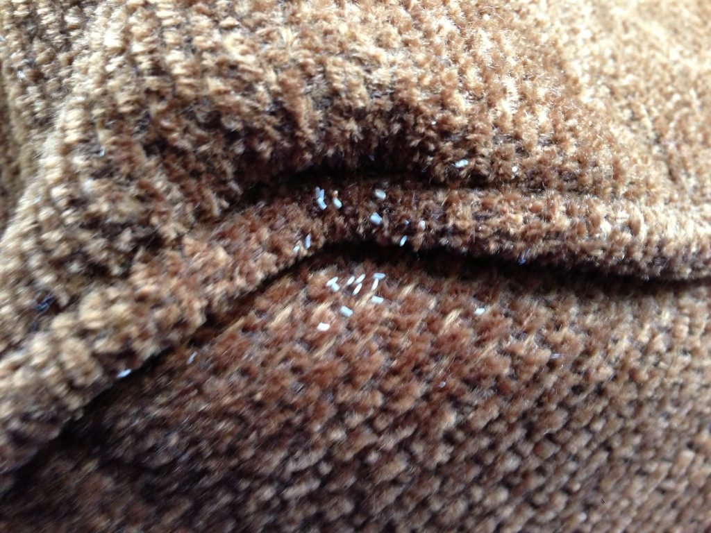 Oeuf punaise de lit