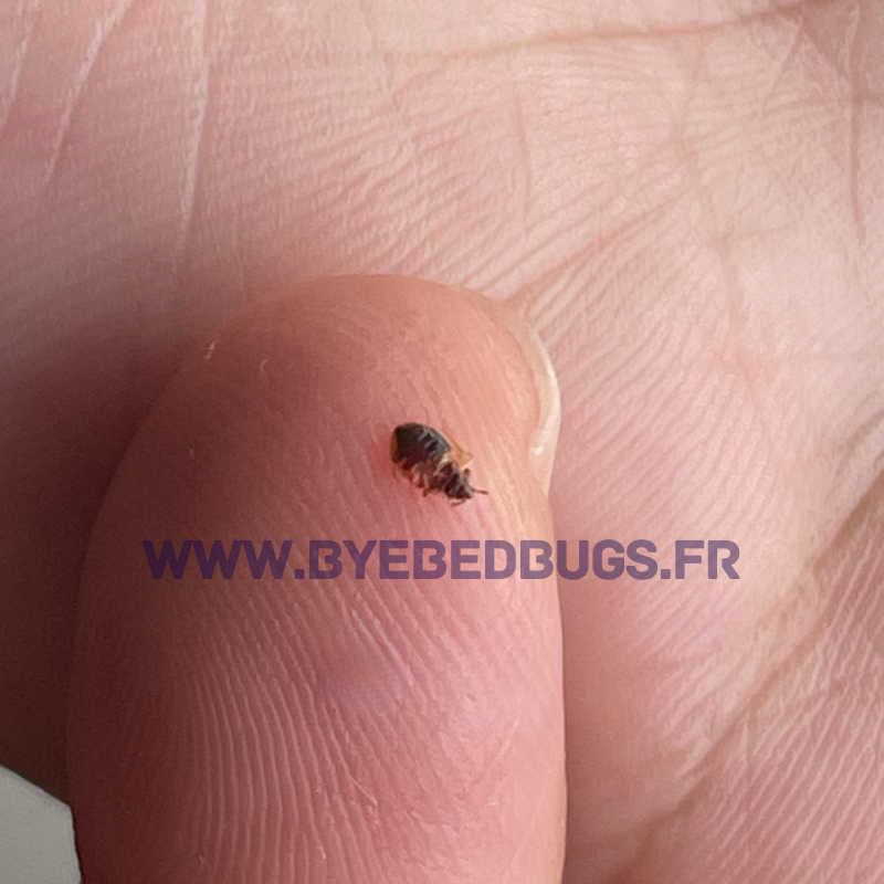 comment savoir si on a des punaises de lit