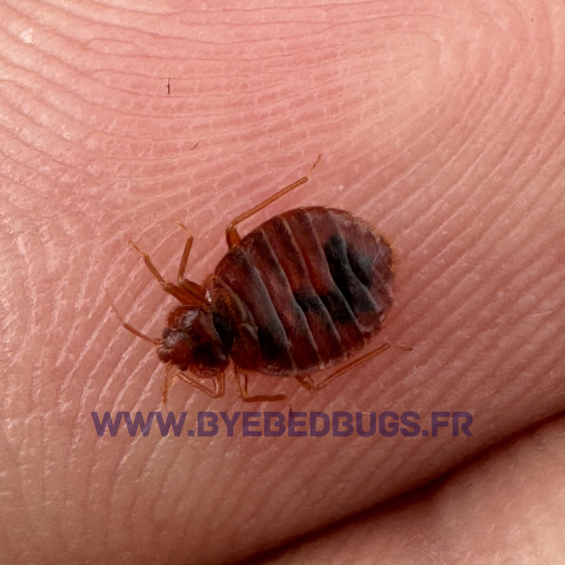 comment savoir si on a des punaises de lit