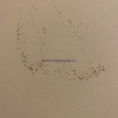 excrement punaise de lit mur