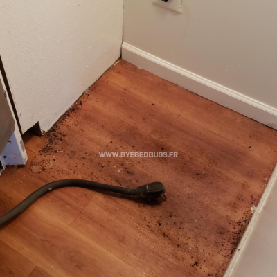 excrement punaise de lit sol