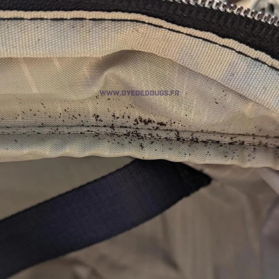 excrement punaise de lit valise