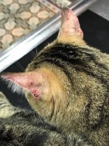 Chat et punaise de lit