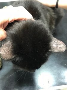 Chat et punaise de lit